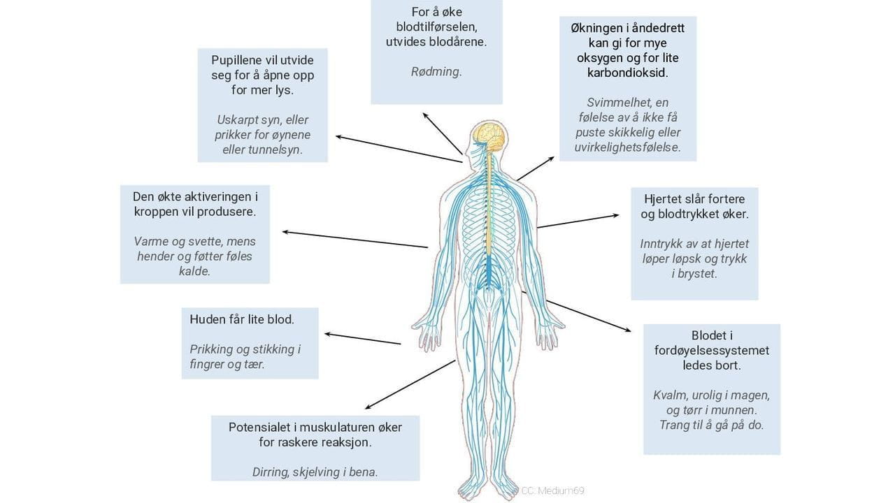 Kroppslige reaksjoner på angst
